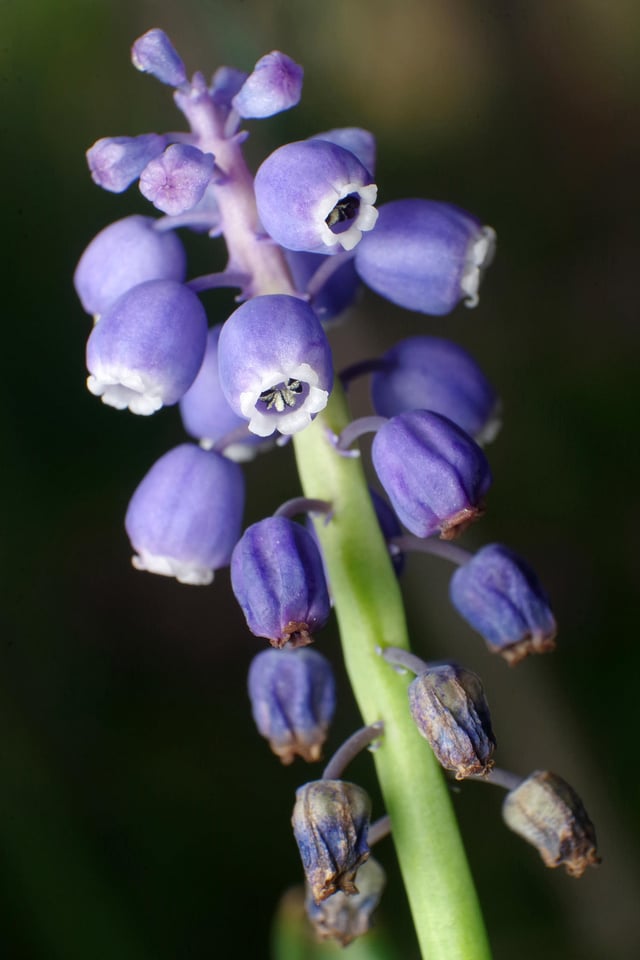 Grape Hyacynth 45mm