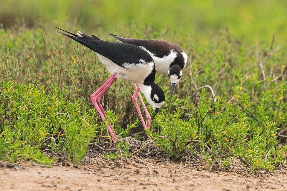 11-Black-necked Stilt nest