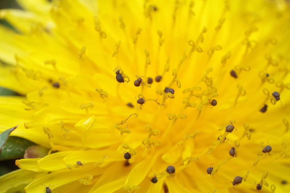 Dandelion Army