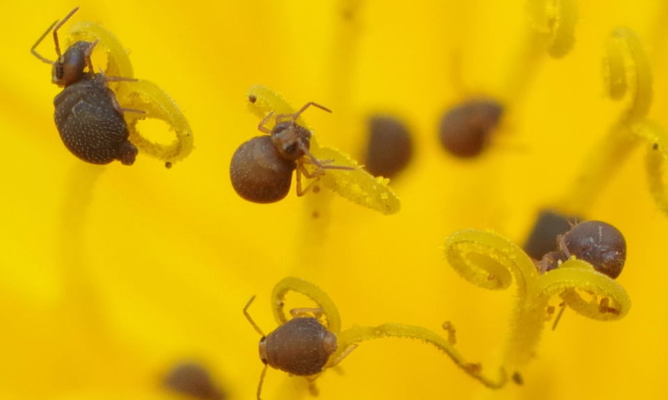 Dandelion Army 100% Crop