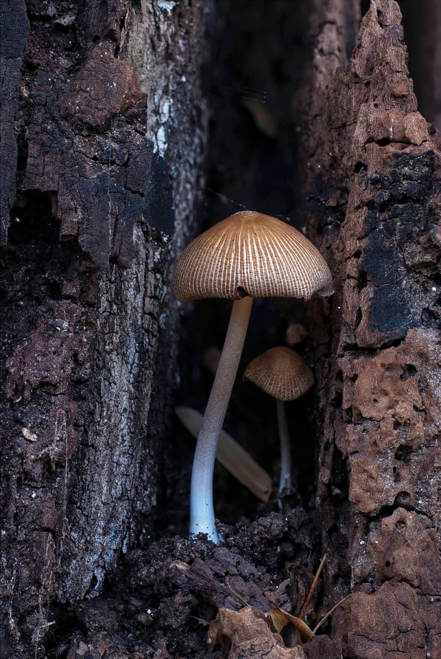 2-Mushroom