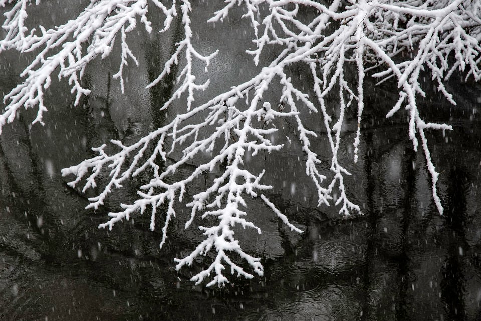 3-Snow on Branch