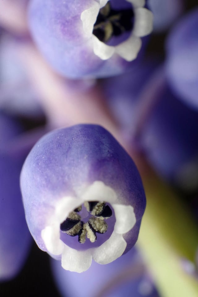 Grape Hyacynth 18mm