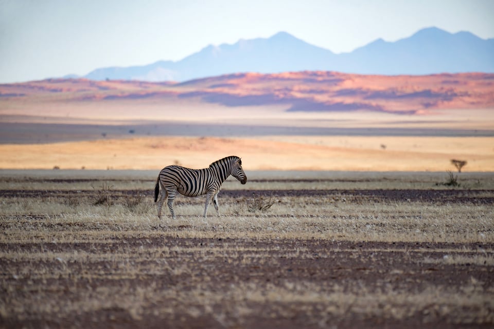 African Safari (1)