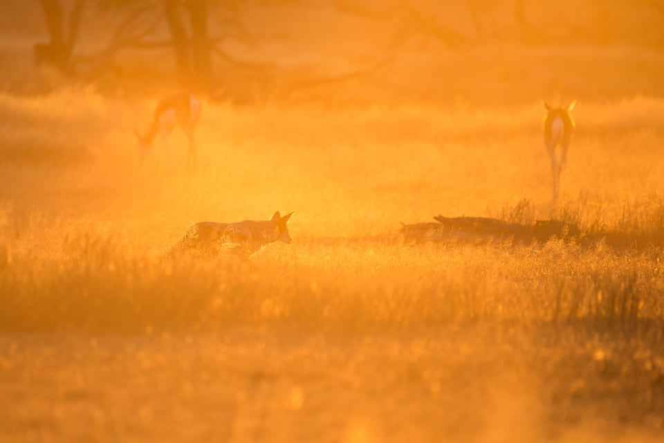 African Safari (10)