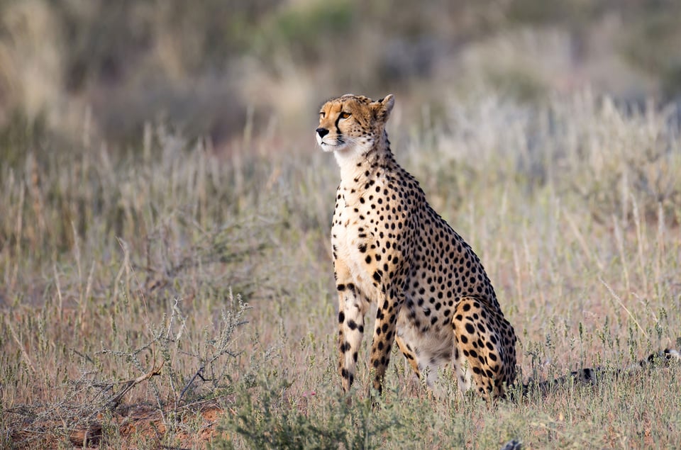 African Safari (12)