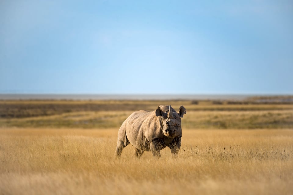 African Safari (3)