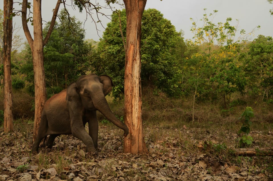 Asian Elephant Full Image