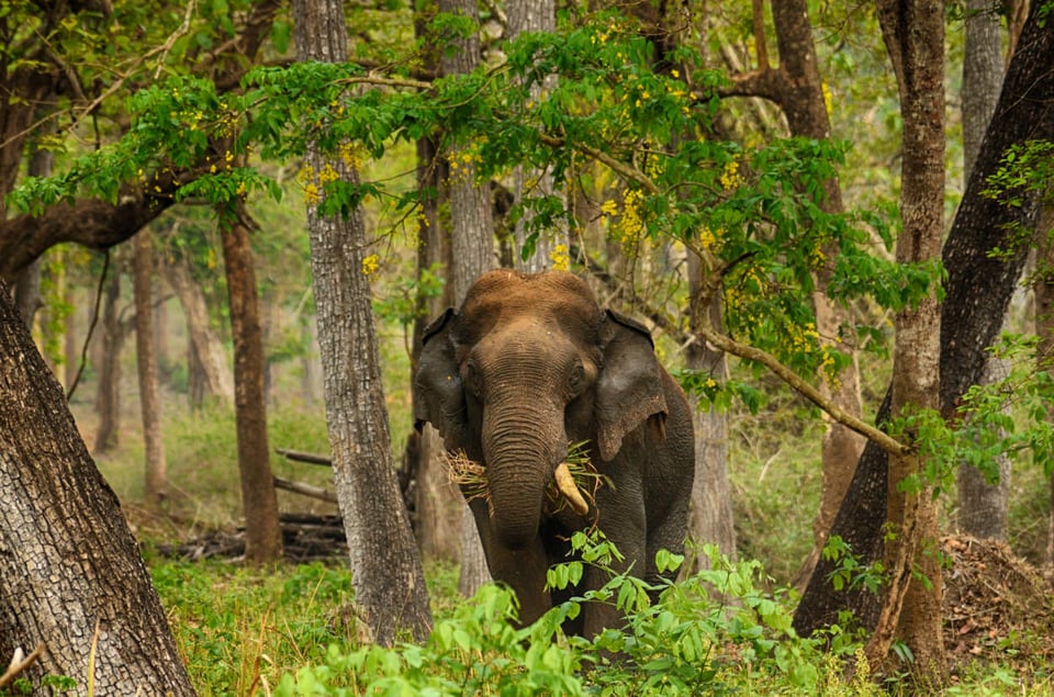 Asian Elephant