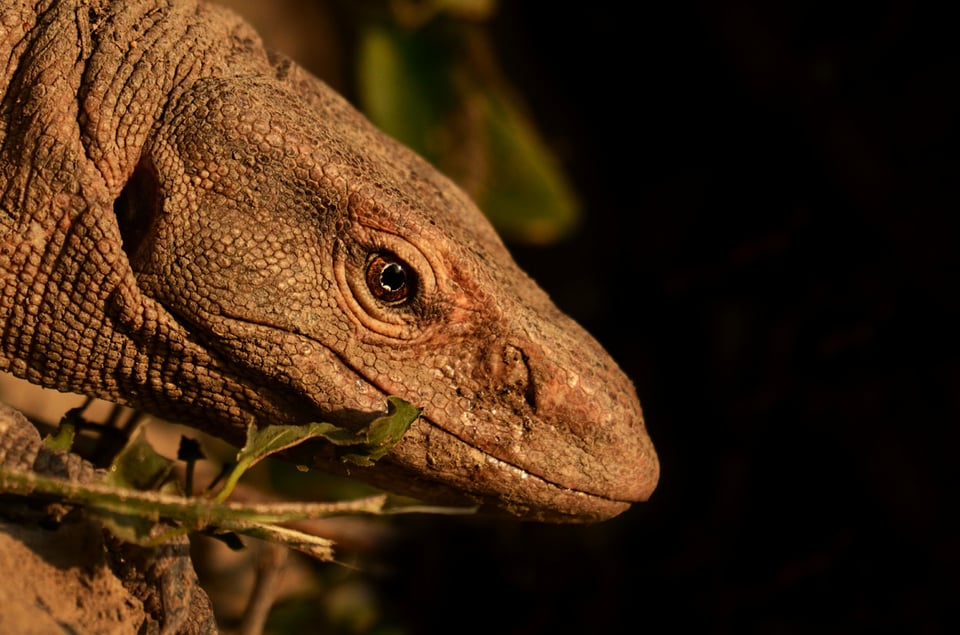 Bengal Monitor Lizard