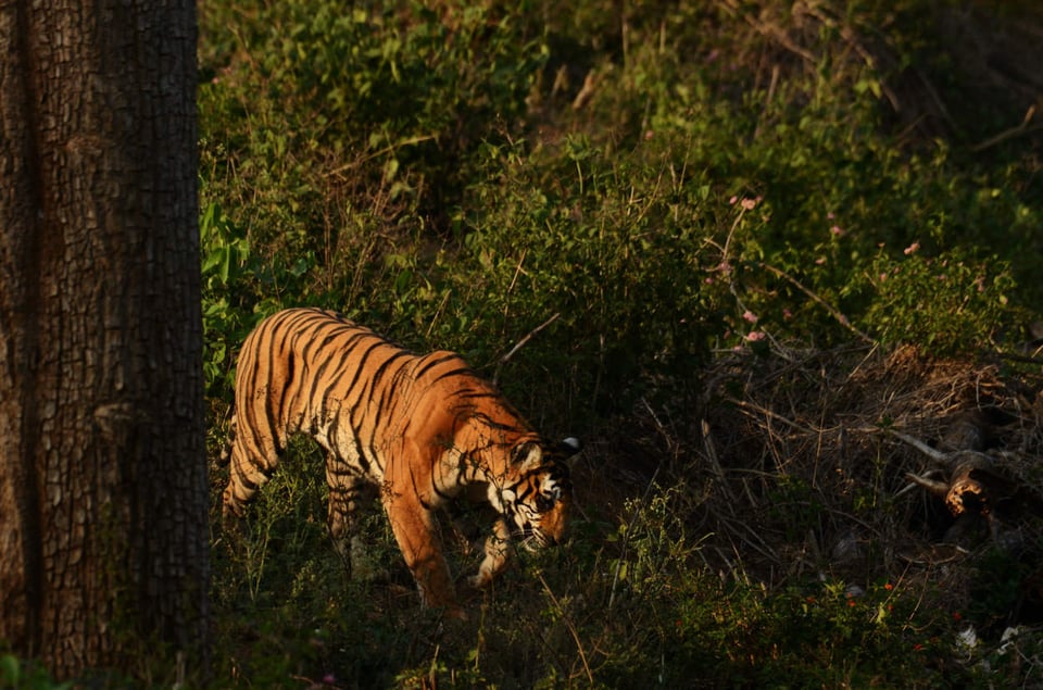 Bengal Tiger