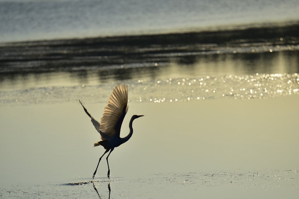 Bird-Taking-Off-Picture