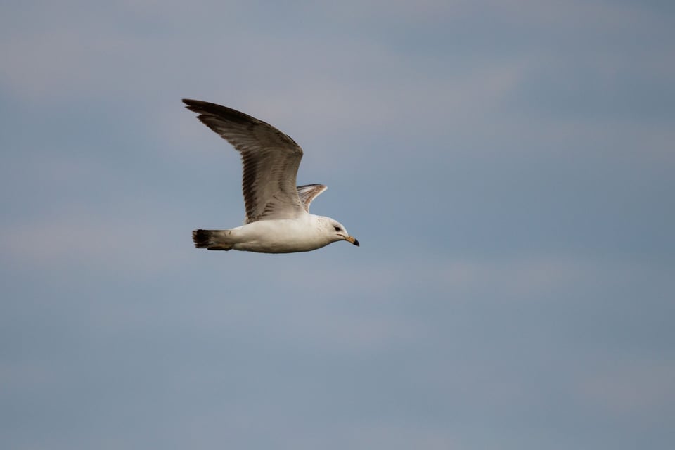 Bird in Flight taken with Canon T7i