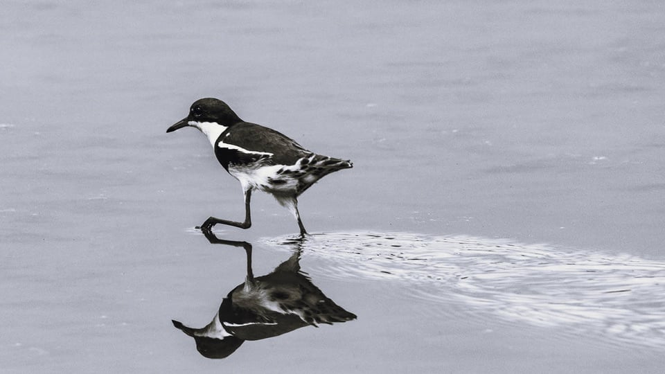 Bird in South Australia