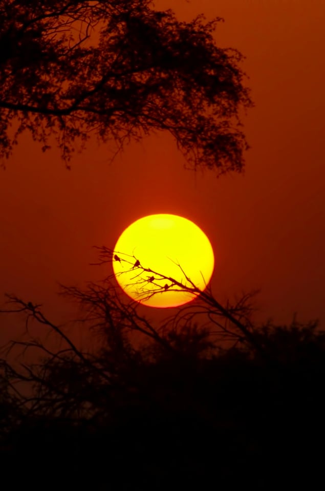 Birds and Sun