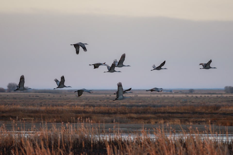 Birds in Flight with Nikon D5600