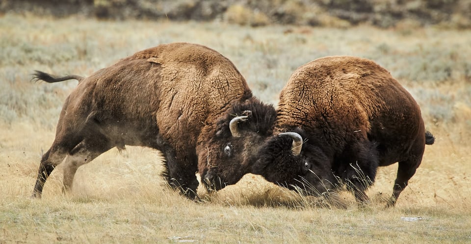 Bison Fighting