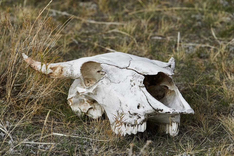 Bison Skull Yellowstone