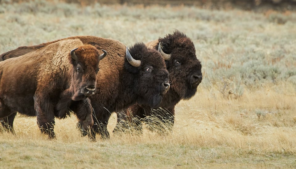 Bison in Autumn Yellowstone