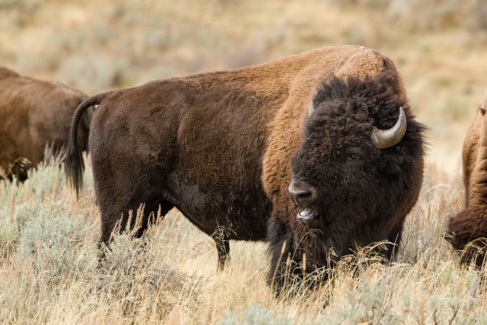 Bison in Lamar Yellowstone
