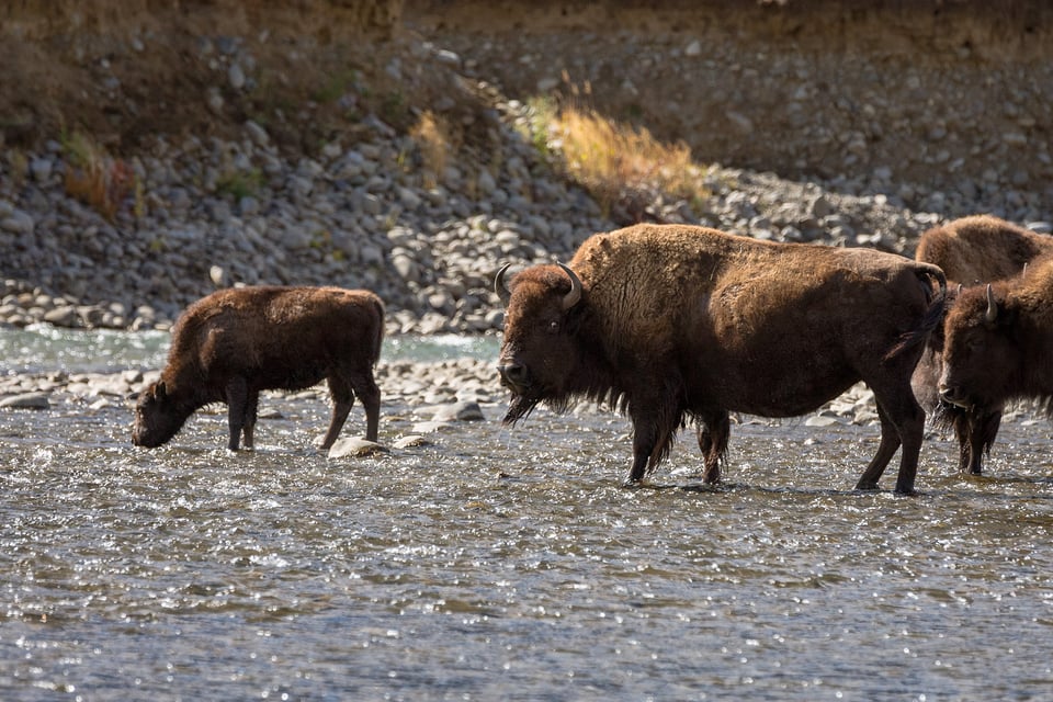 Bison in a Stream