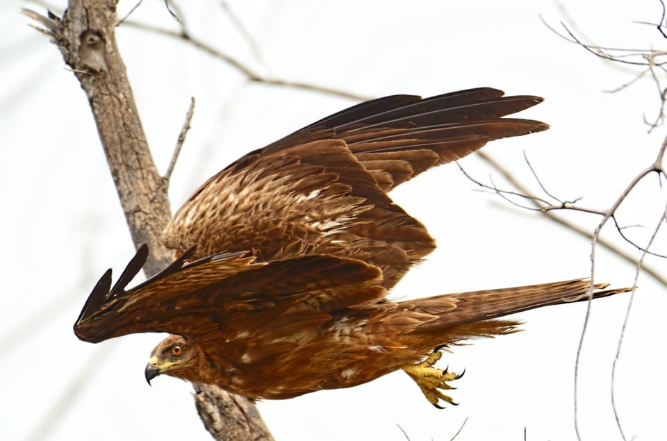 Black Kite