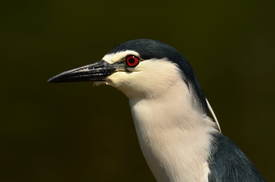 Black crowned Night Heron