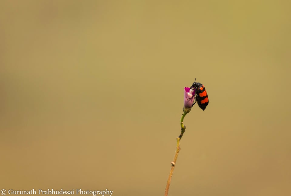 Blister beetle