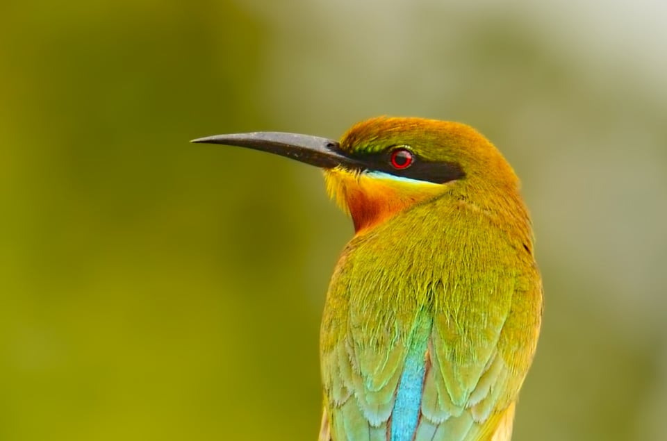 Blue Tailed Bee Eater