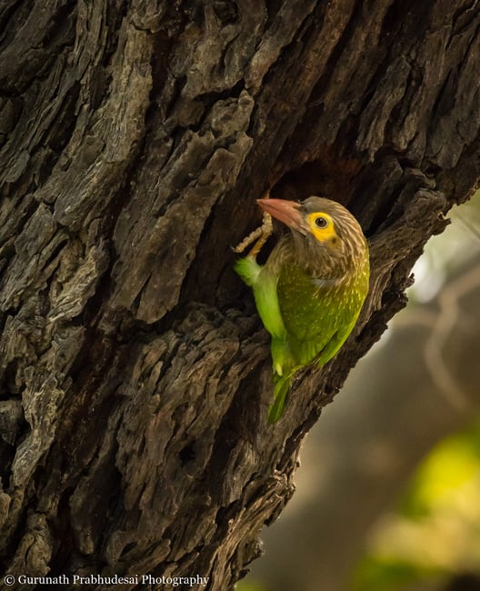 Brown headed barbet