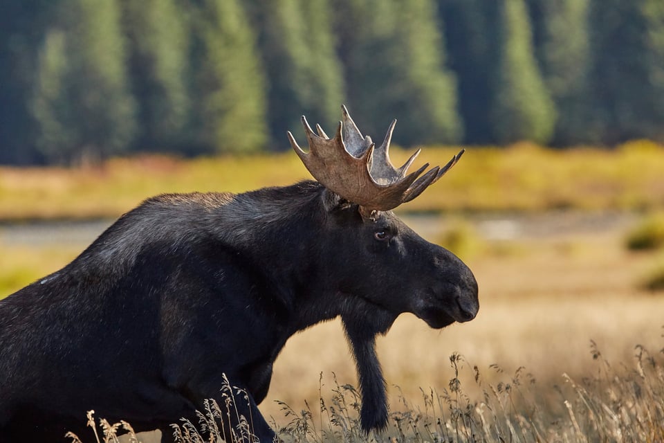 Bull Moose Pebble Creek Yellowstone