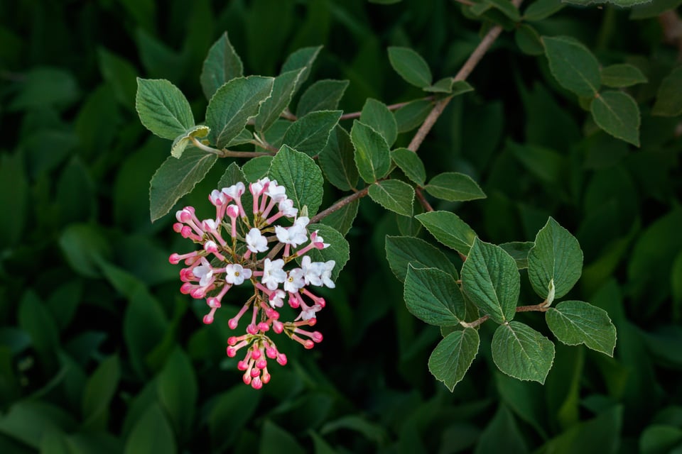 Canon Rebel T7i Sample Photo of Flowers