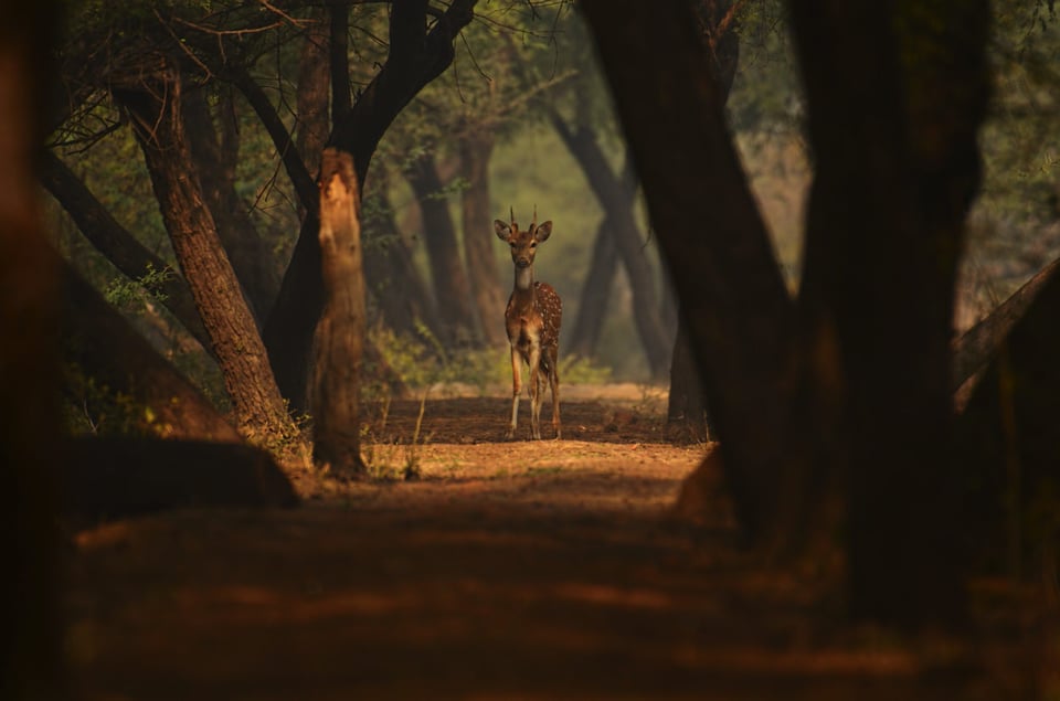 Cheetal or Indian Spotted Deer