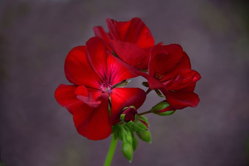 Colorful Flowers