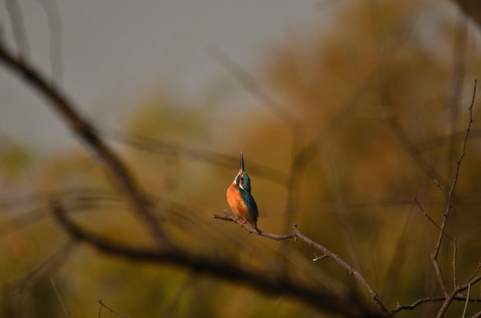 Common Kingfisher om Branch