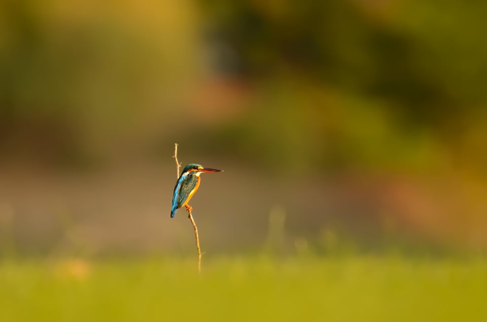 Common Kingfisher