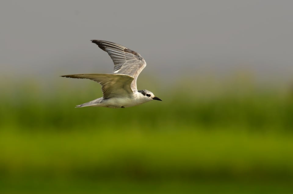 Common Tern