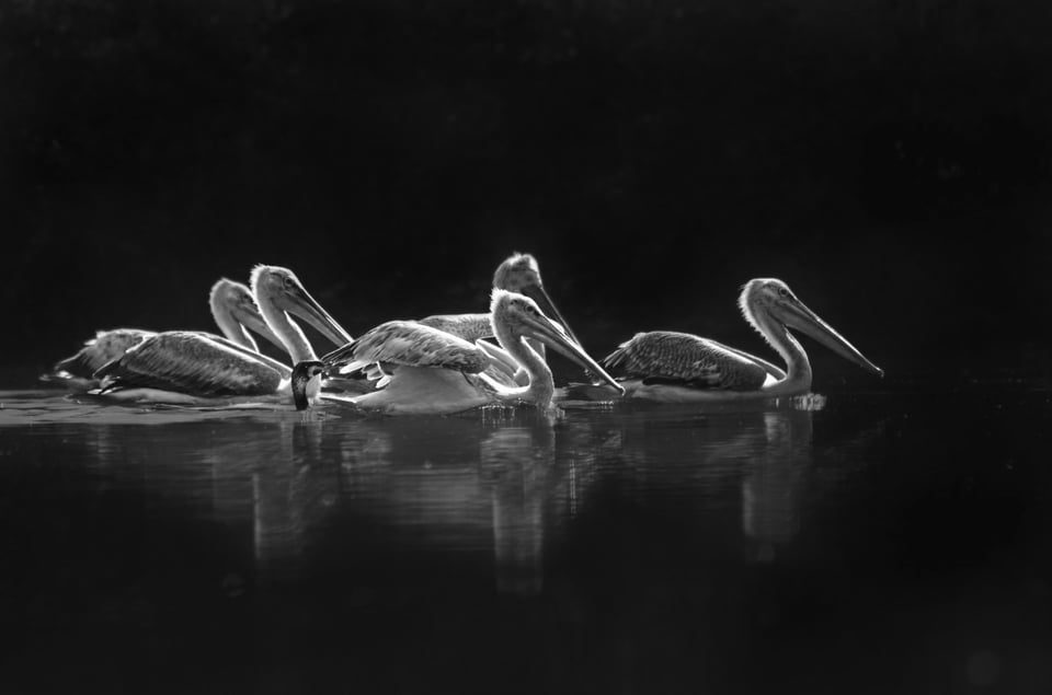 Dalmatian Pelicans