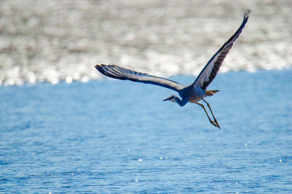 Egret-Flying
