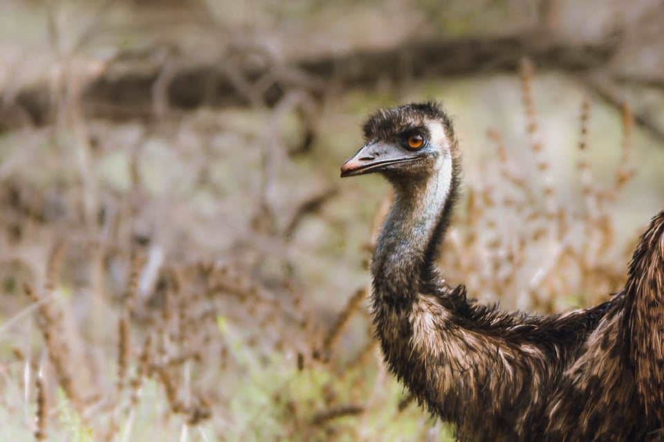 Emu in Monarto Zoo
