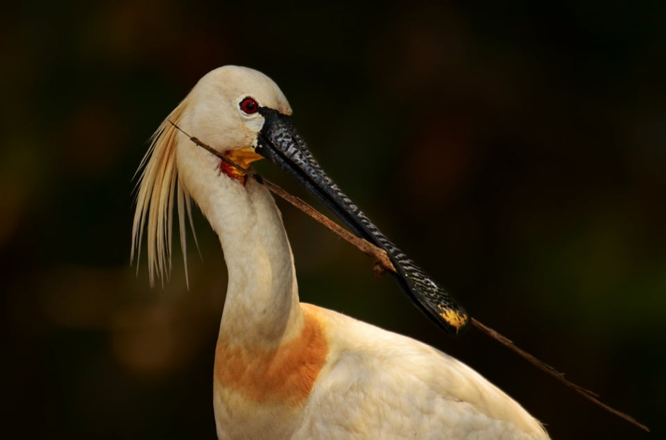 Eurasian Spoonbill