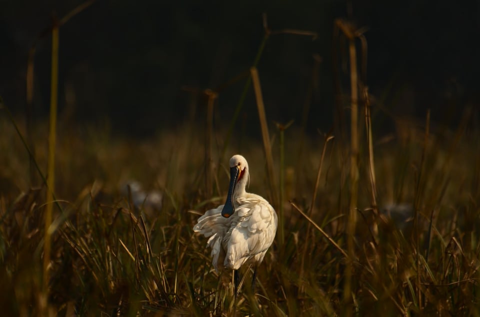 Eurasian Spoonbill