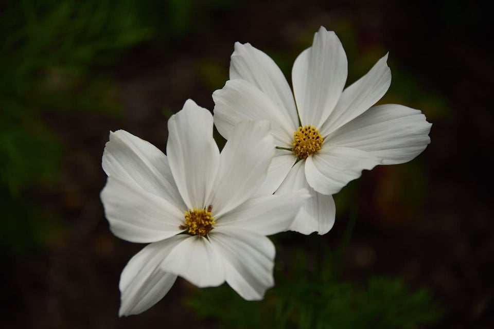 Flower Detail Picture