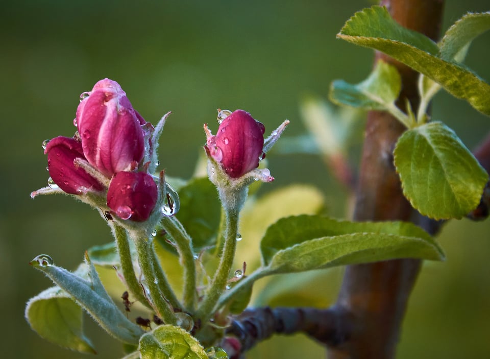 Flower Macro