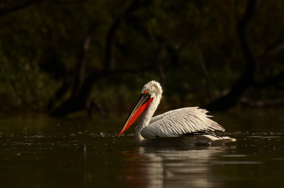 Great White Pelican