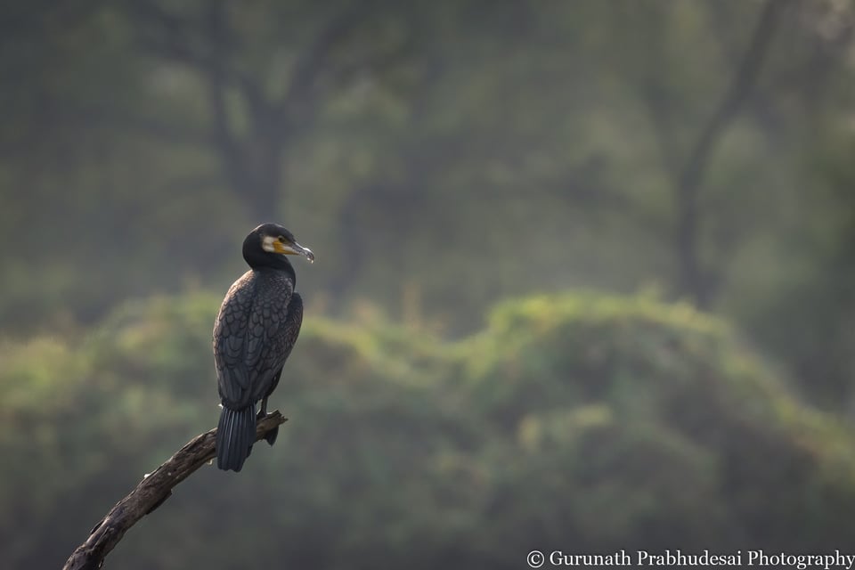 Great cormorant