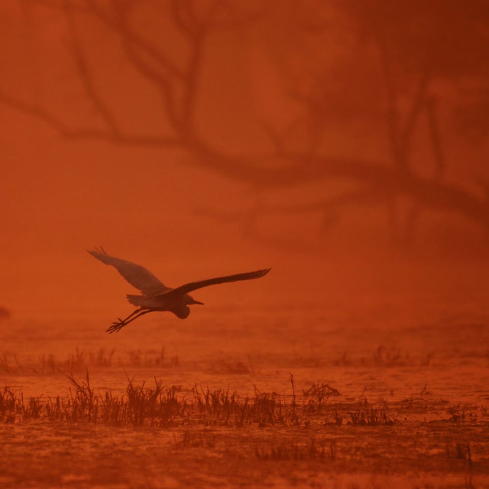 Greater Egret