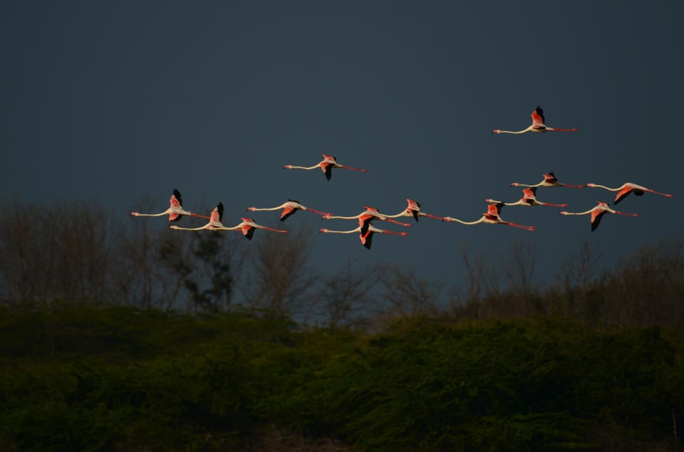 Greater Flamingos