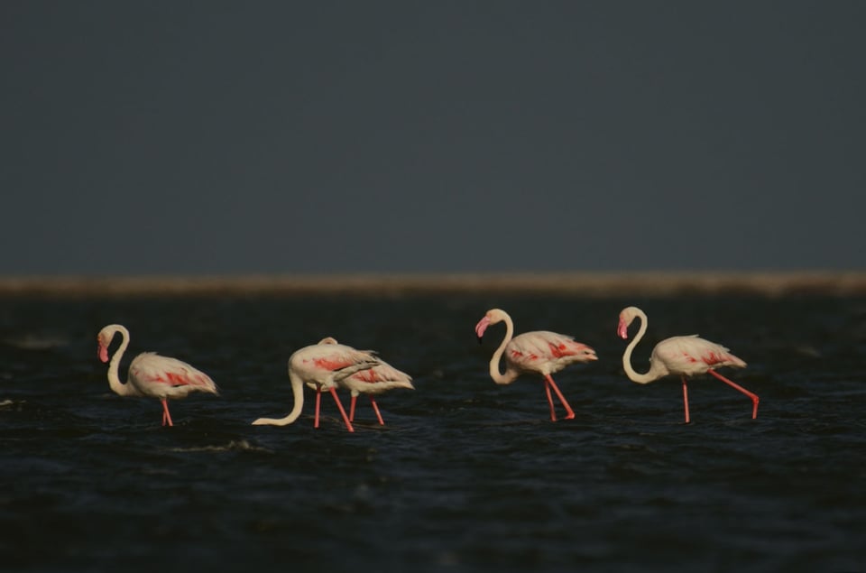 Greater Flamingos