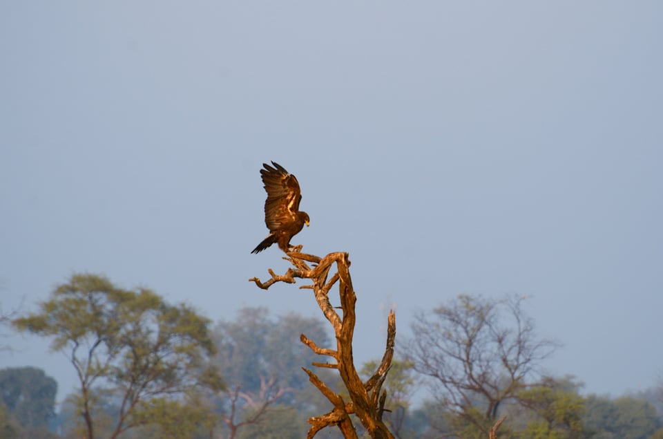 Greater Spotted Eagle